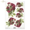 Rose, roses, wild rose, buds, leaves, bouquets, flowers,